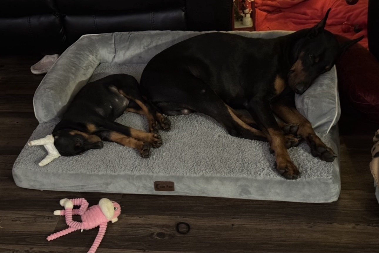 Ace and Kira curled up asleep together on a large gray dog bed