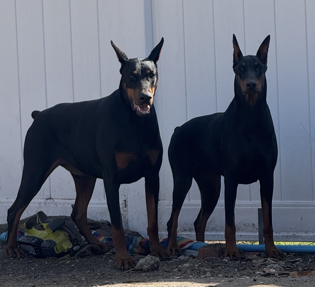 Ace, the bigger Doberman, and Kira standing alert side by side in front of a white fence